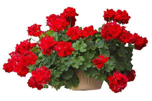 پرورش و تکثیر گل شمعدانی؛ راهنمایی کامل برای داشتن گلدانی سرسبز و زیبا